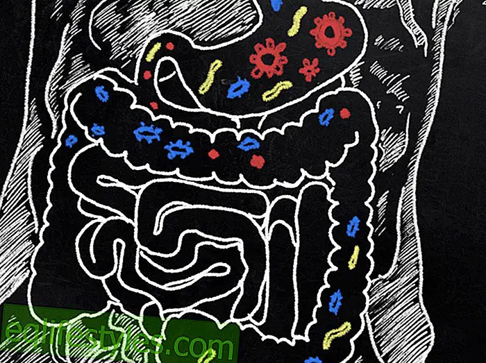 diet - Light in the dark Healthy intestinal flora: The intestine makes you fat or smart