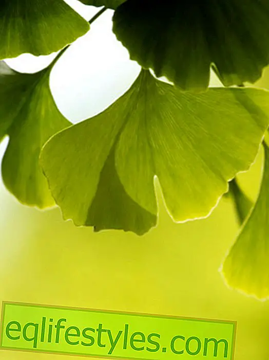 Ginkgo: effect and side effects of the medicinal plant