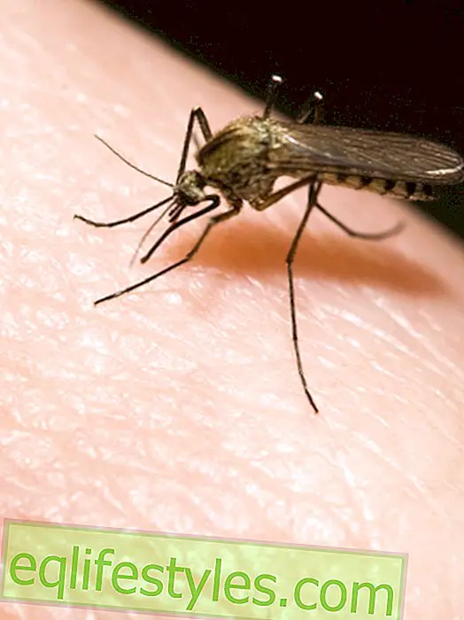 Αλλεργία εντόμων με έντομα: Πώς η κνησμός με οδήγησε τρελό