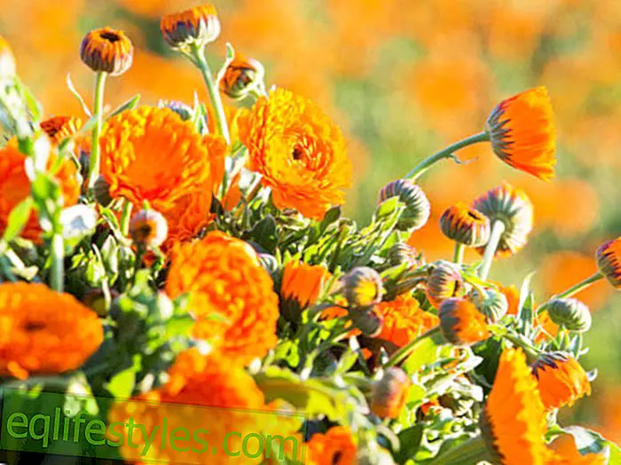 Die sonnig leuchtende Ringelblume ist in vielen Heilsalben enthalten.