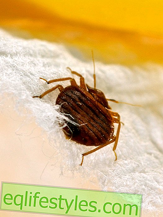 Healthy - Attention, these colors attract bed bugs
