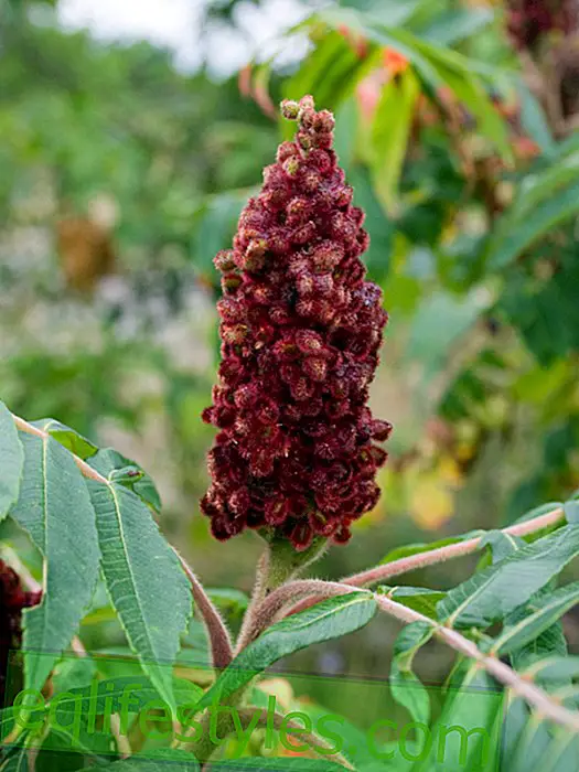New Power Spice: That's why all Sumac eat now!