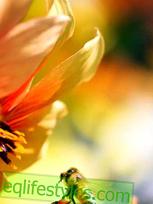 zdravý - Pěkné a zdravé s propolisem: koncentrovaná včela