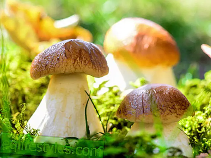 Mushrooms8 wonderful mushrooms for collecting