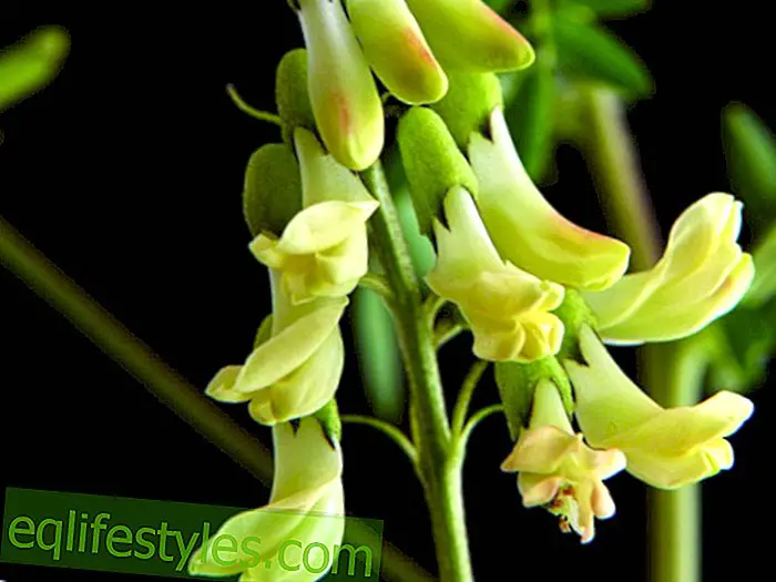 здрав - Huangqi: Лечебно растение срещу много алергии