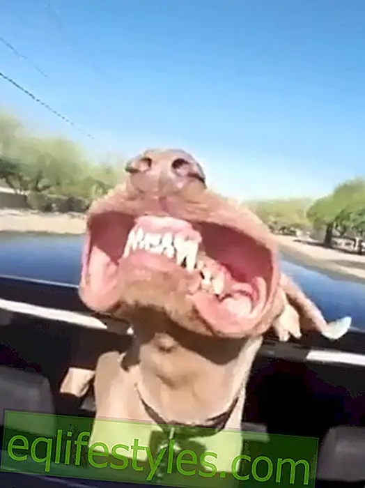 Vidéo drôle: un chien montre des dents involontairement