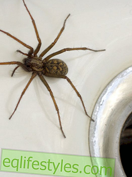 Spider Invasion in the UK