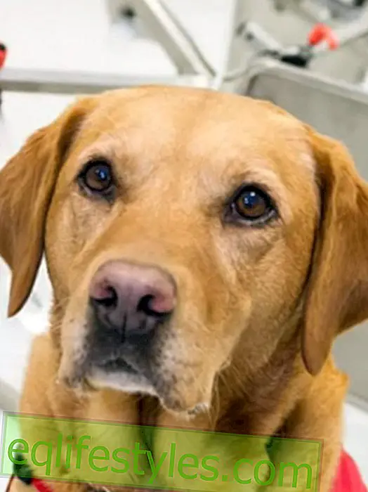 Куче спасява мама: Лабрадор Дейзи смърка рак