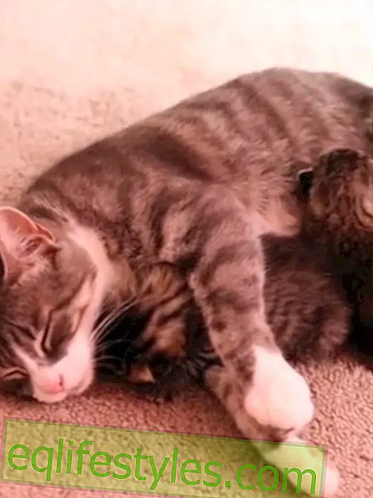 Котка осиновява коте, след като е загубила бебетата си