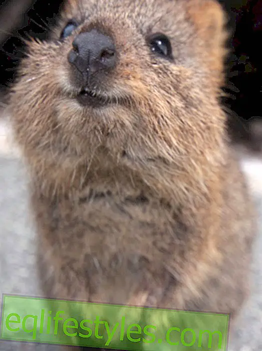 Quokka: The happiest animal in the world