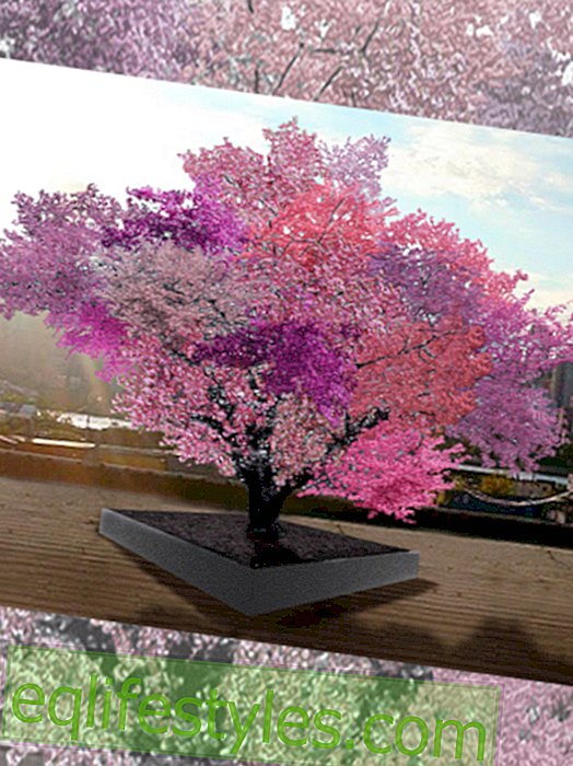 vie: Sam van Aken: Un arbre porte 40 fruits différents