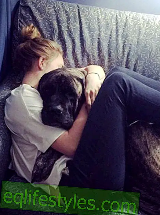 Tõeline sõprus: naine kujundab oma lõplikult haige koera jaoks ämberloendi
