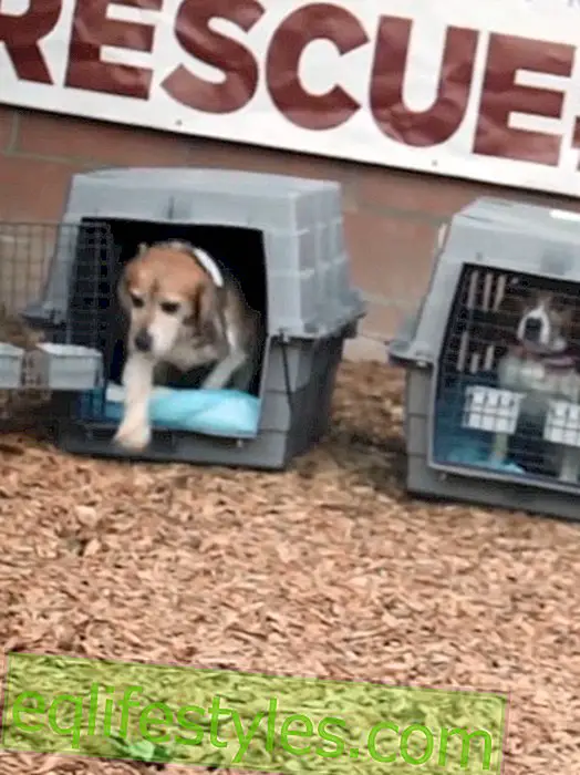 Exemption from research lab: Beagles see the sun for the first time