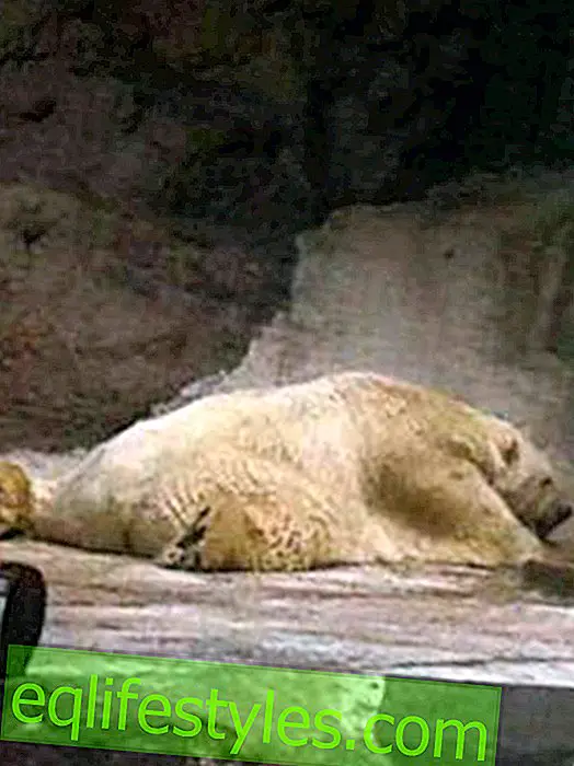 Orso polare Arturo è l'animale da zoo più triste del mondo