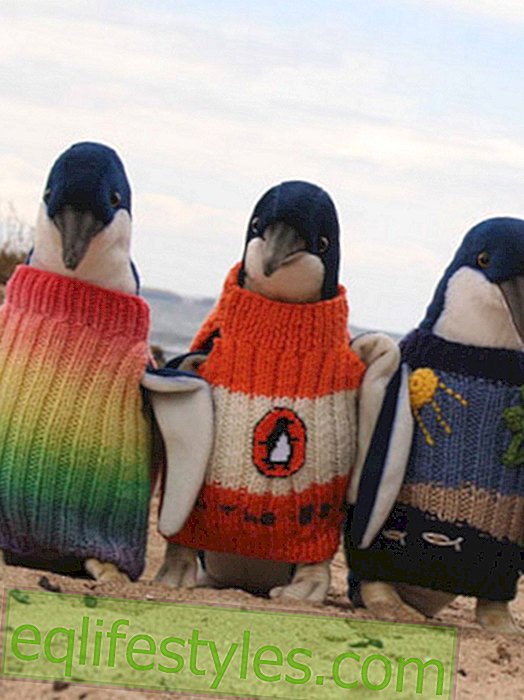 Sata vuotta vanha neuloa villapaita loukkaantuneille pingviinille