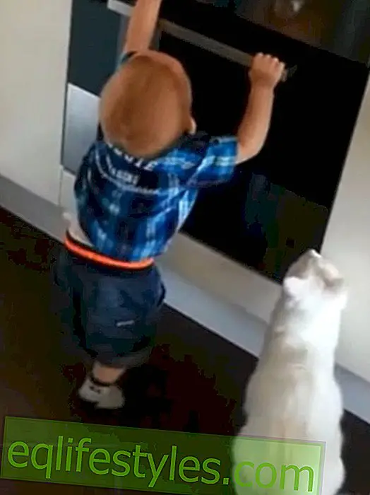 Life: Incredible video: Cat protects child
