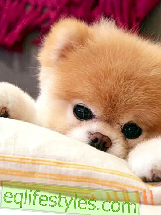 живот - Най-сладките акаунти за кучета в Instagram