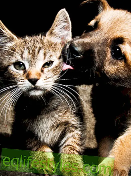 חיים: חתול נגד  שפת כלבים: מה יקירתי רוצה להגיד לי?