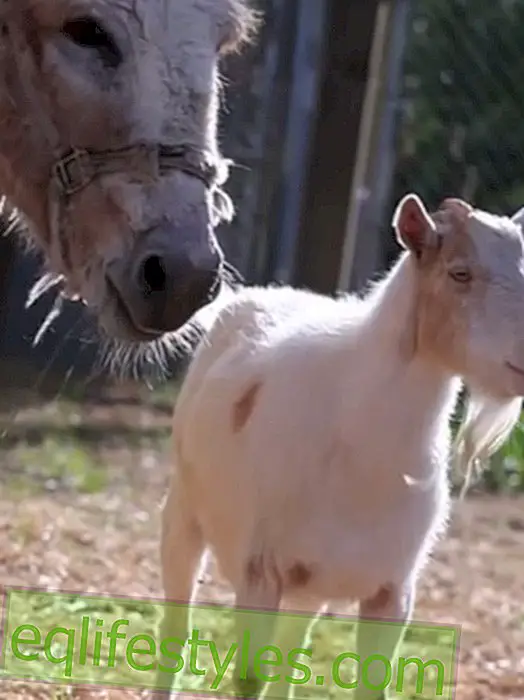 Life: Video: Goat and donkey reunited