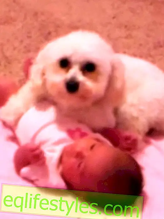 This dog protects the baby from a big danger: the vacuum cleaner!