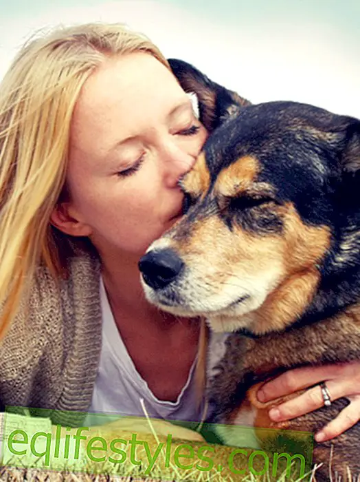 Welke hond past bij mij?  De tekencontrole