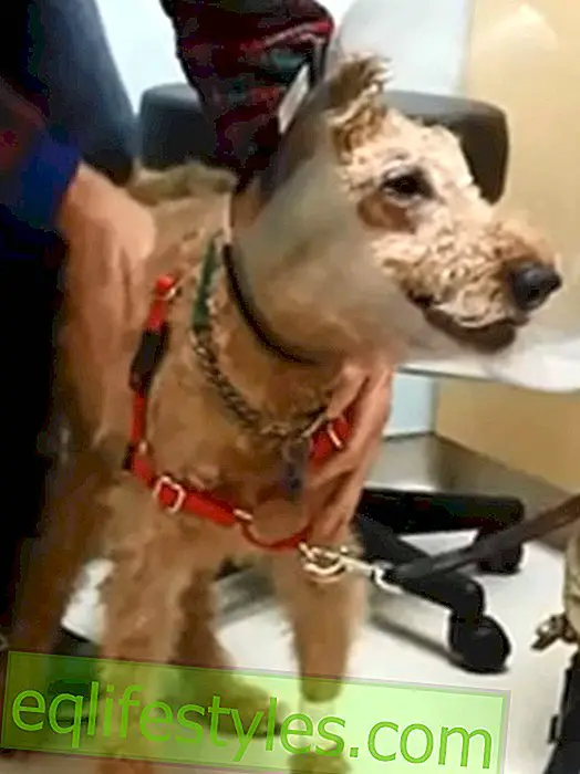 Life - Heartbreaking: blind dog can see again
