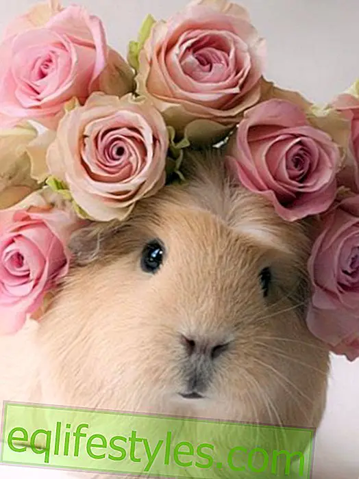 живот - Guinea Pig Booboo е истински модел на Instagram