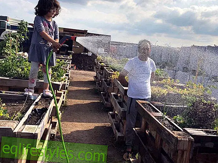 Great integration project Urban vegetables: Urban Gardening with refugees