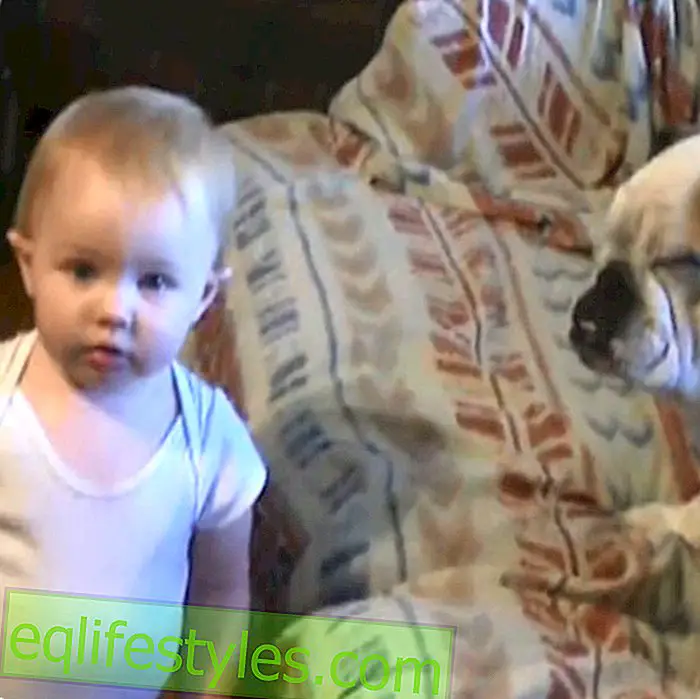Vauvavideo: Keskustelu koiran kanssa