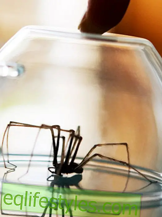 FallAbell Spinning: de tien centimeter spinnen zijn nu bij ons thuis