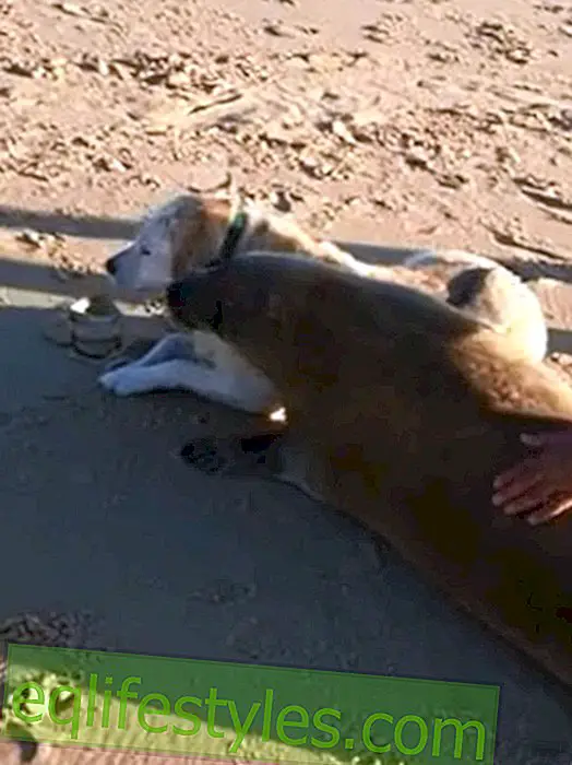 Οι καλύτεροι φίλοι: Robbe αγκαλιάζει με ένα σκυλί