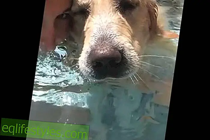 Funny Video: Dog makes the pool water bubbling