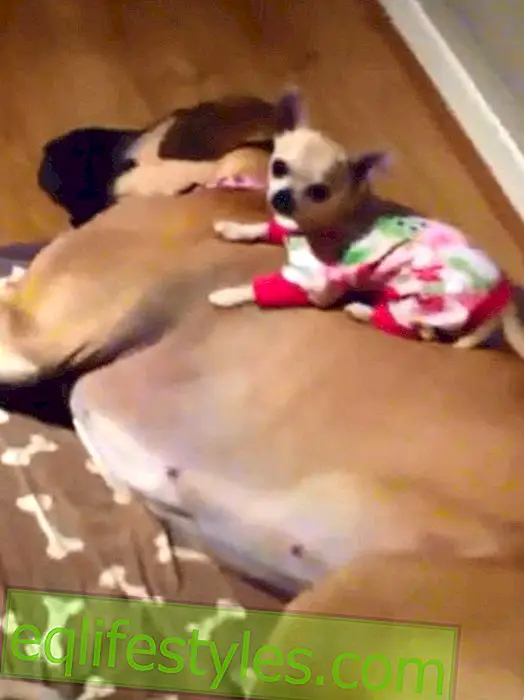 Unequaled dog pair: Chihuahua cuddles with German mastiff