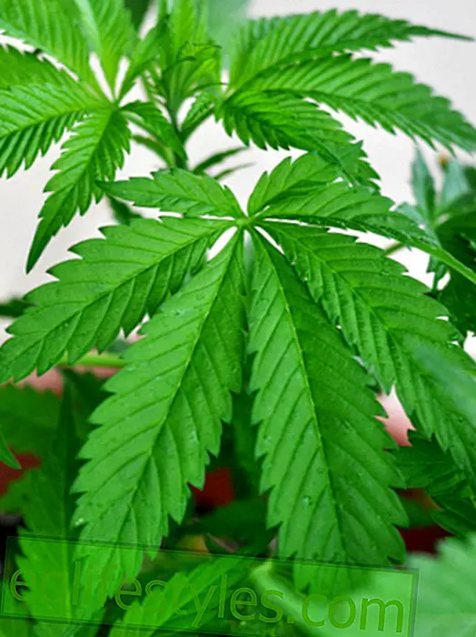 liv - Dyrkning af cannabis til kritisk syge lovlige