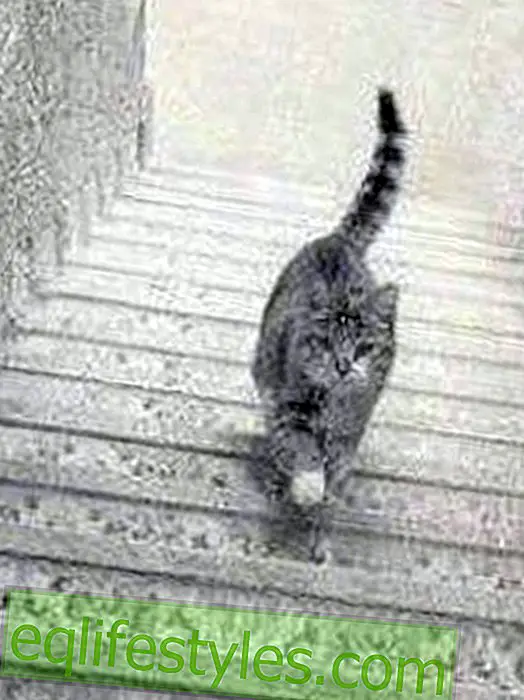 Тази котка върви ли нагоре или надолу?