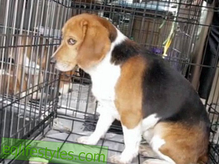 vie: Vidéo: Les chiens de laboratoire enfin libres!
