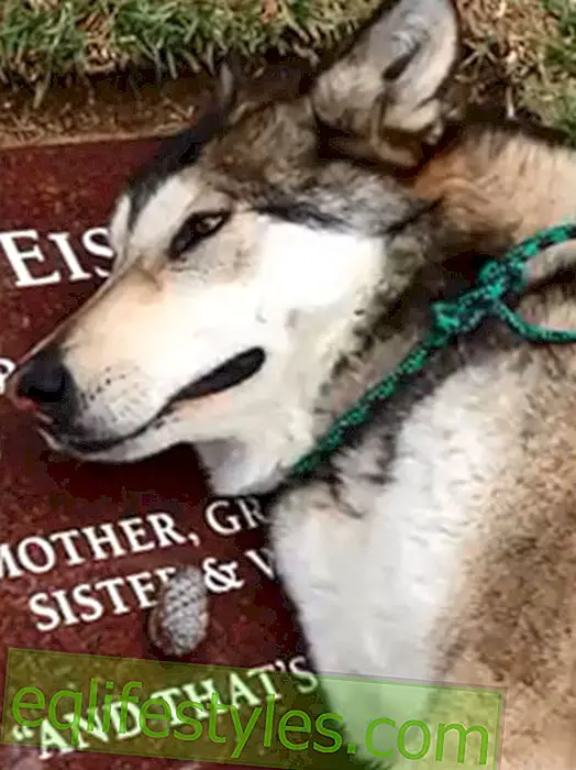 Vidéo palpitante: un chien pleure sur une tombe