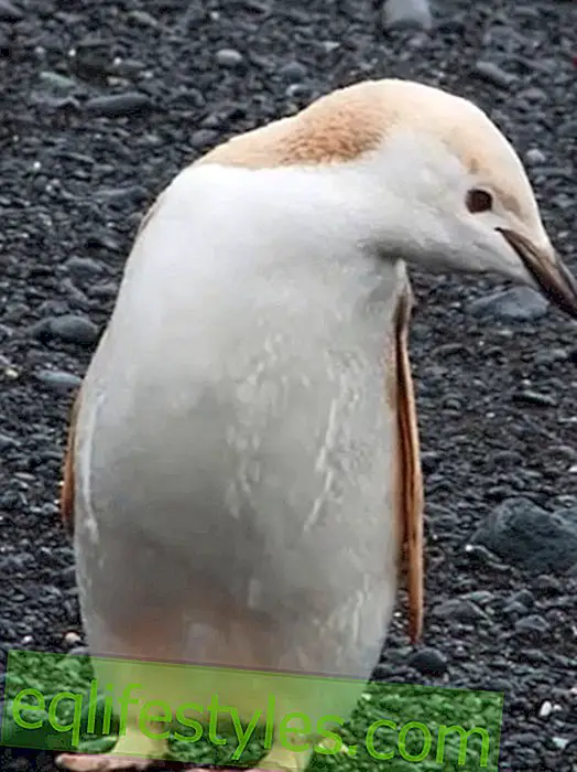 Blonde penguin discovered in the Antarctic!