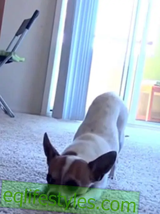Yoga Dog: un chihuahua fa il cane