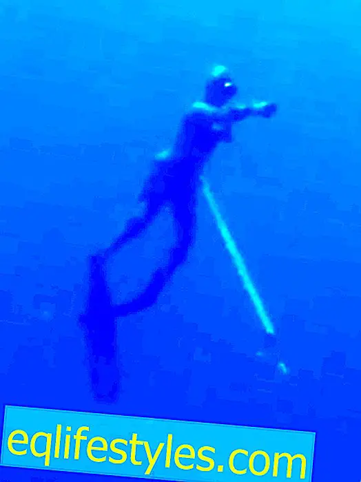 הלם מתחת למים: צוללנים נתקלים בכרישי לוויתן