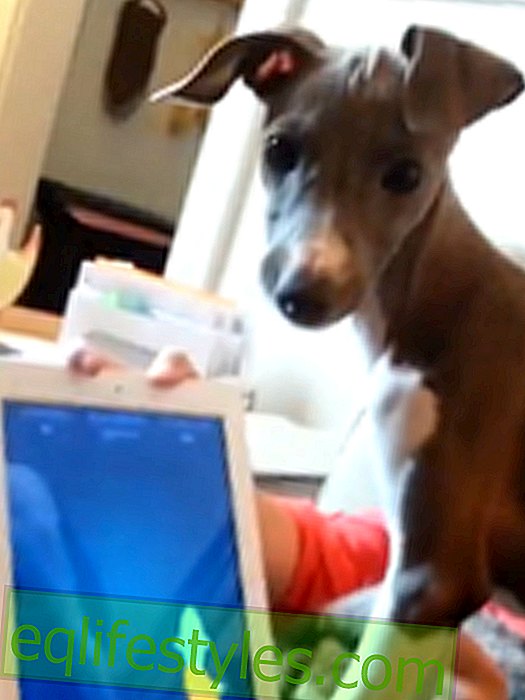 Makea video: koiranpentu leikkii iPadilla