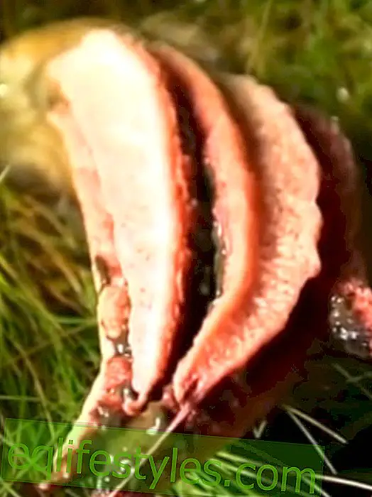Squid Mushroom: This disgusting mushroom looks like something from another planet!