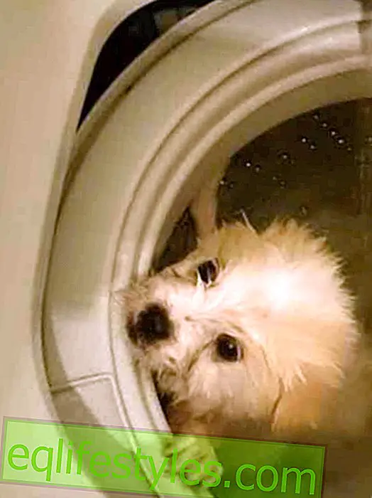 Impactante: el hombre lava al perro en la lavadora