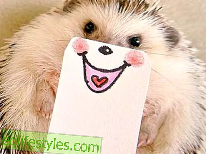 Discovered on Twitter: Marutaro, a sweet hedgehog from Japan