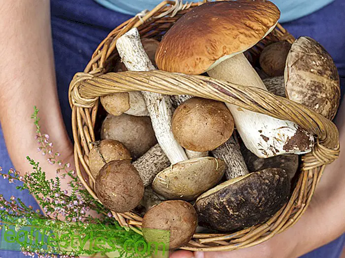Forest visit police warns: collecting mushrooms can be expensive