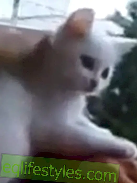 Video: Cat beschermt de hand van de meester