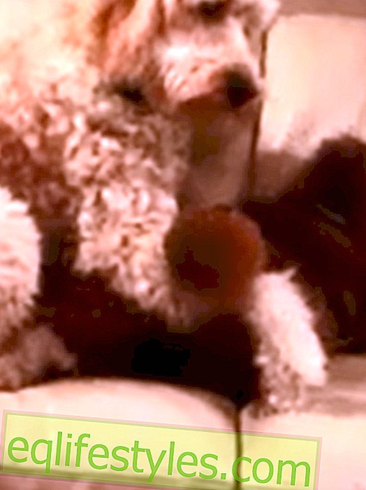 Video: Dog comforts dog after nightmare