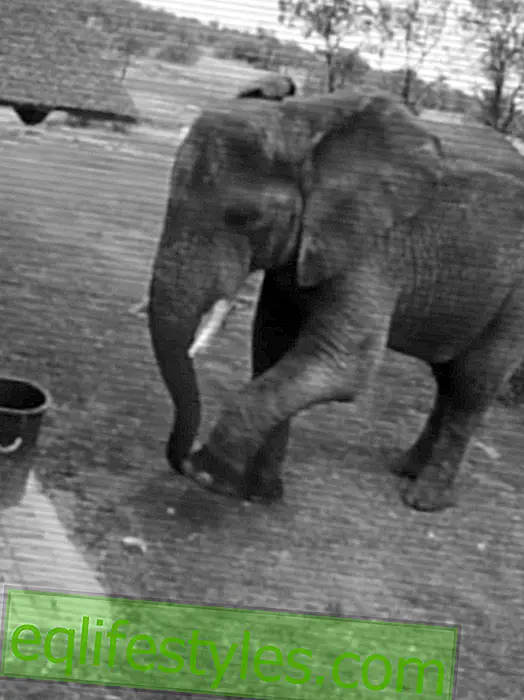 על ציד זבל: הפיל הזה זורק את האשפה