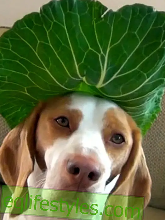 मजेदार पशु वीडियो: डॉग मेमो अपने सिर पर फल और सब्जियां संतुलित करता है