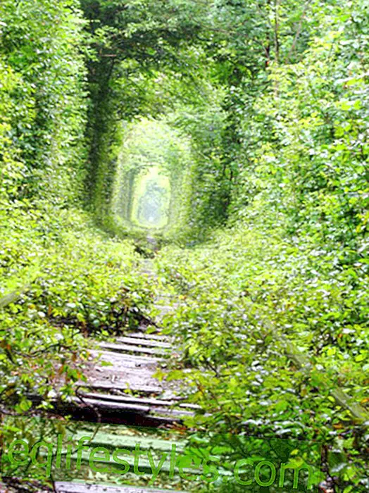 Тунел на любовта: Най-романтичното място в Европа